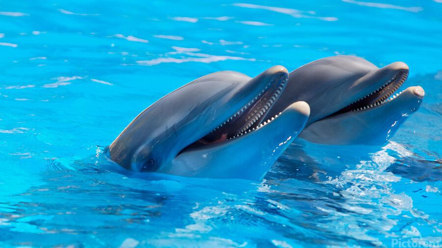 Two bottlenose dolphins sticking their heads out of the water.